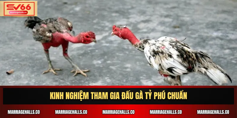 Kinh nghiệm tham gia Đấu Gà Tỷ Phú chuẩn