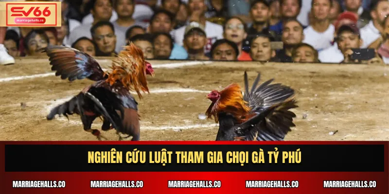 Nghiên cứu luật tham gia Chọi Gà Tỷ Phú
