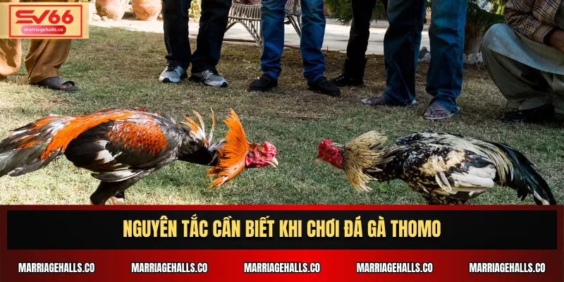 Nguyên tắc cần biết khi chơi Đá Gà Thomo