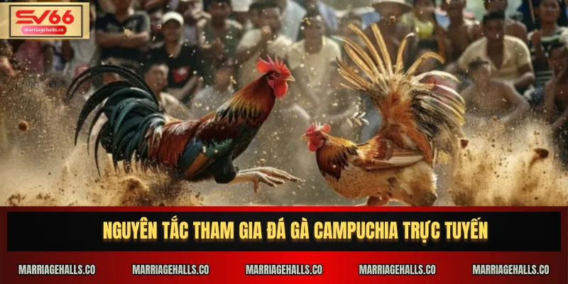 Nguyên tắc tham gia đá gà Campuchia trực tuyến