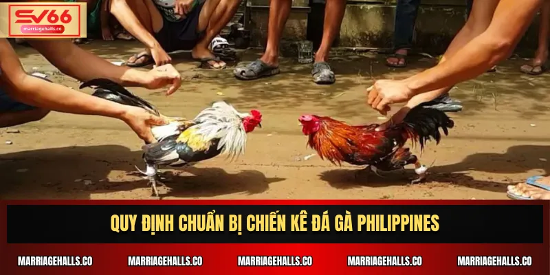 Quy định chuẩn bị chiến kê Đá Gà Philippines