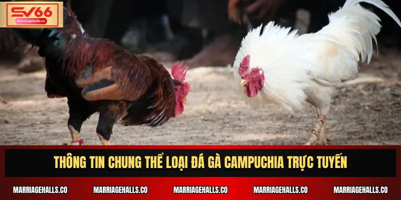 Thông tin chung thể loại đá gà Campuchia trực tuyến