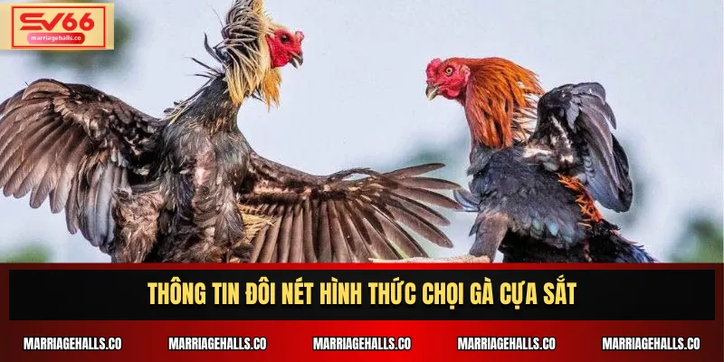 Thông tin đôi nét hình thức chọi gà cựa sắt