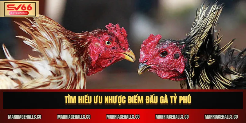 Tìm hiểu ưu nhược điểm Đấu Gà Tỷ Phú