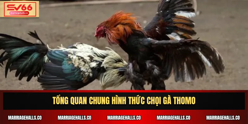 Tổng quan chung hình thức Chọi Gà Thomo
