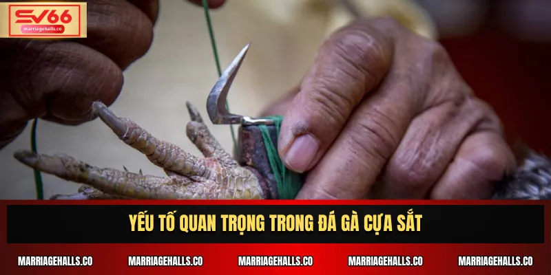 Yếu tố quan trọng trong đá gà cựa sắt